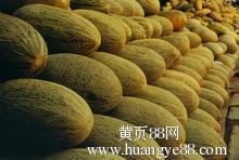 今日南宁哈密瓜批发价