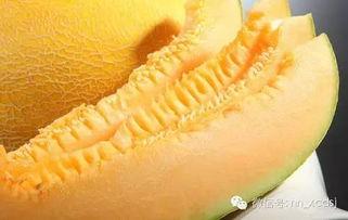 今日南宁哈密瓜批发价