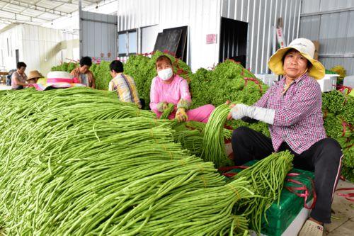崖州瓜菜交易中心今日价格,新鲜瓜菜行情一览