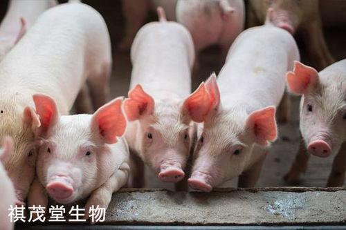 酒泉瓜州今日猪价,市场行情实时分析