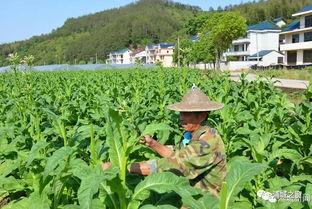 浦城吊瓜今日价格表,市场行情一览