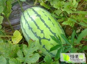开封今日瓜价行情查询最新,今日瓜价一览，新鲜资讯速递”