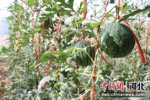 青州小吊瓜今日价格