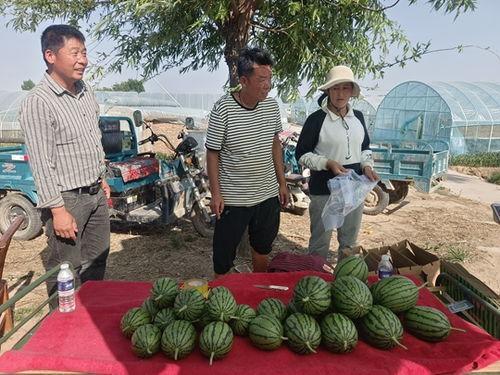 青州小吊瓜今日价格