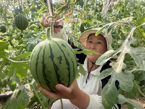青州小吊瓜今日价格