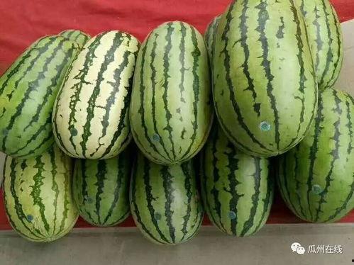 瓜州今日蜜瓜价格,价格行情一览