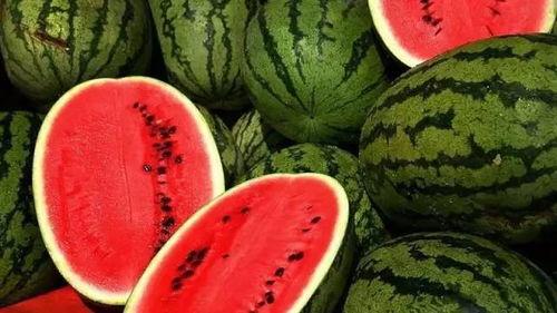 昌黎小瓜今日报价,新鲜美味，价格实惠，抢购从速！