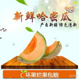 今日新疆哈密瓜行情如何,甜蜜丰收季来袭