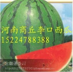 曲江今日小瓜价格是多少,曲江今日小瓜价格行情揭晓