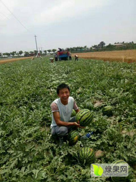 陕西蒲城今日瓜价