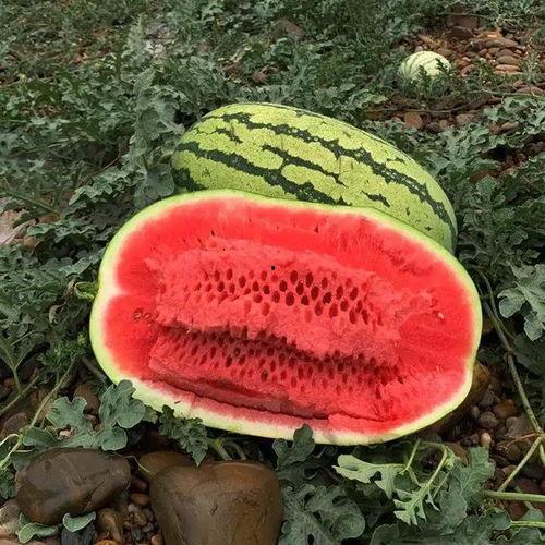 厚皮绿瓜今日价格,市场行情一览