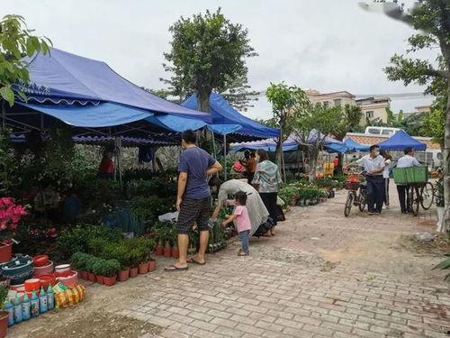 今日关注博罗园洲土瓜墟,探寻岭南特色市集的魅力