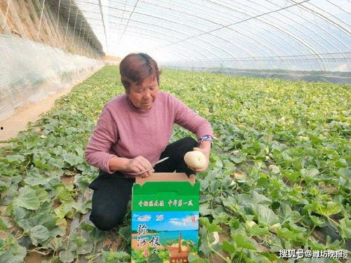 弥河银瓜今日价格走势,今日走势解析