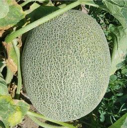 今日新鲜事哈密瓜,甜蜜滋味，夏日清凉来袭