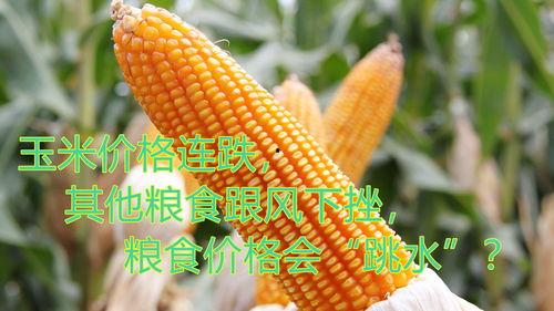 汉瓜今日行情价格,价格波动解析与市场趋势洞察”