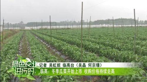 今日瓜菜最新报价,新鲜报价一览，价格波动揭秘