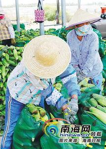 今日瓜菜最新报价,新鲜报价一览，价格波动揭秘