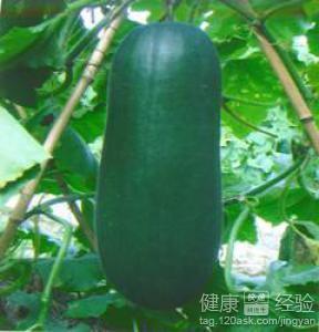 今日产地蒲瓜价格多少,涨跌各异，市场动态一览