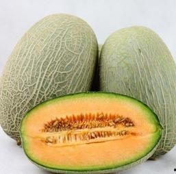 黄蛋子哈密瓜今日价格