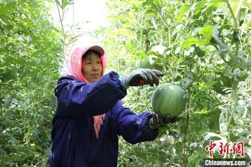 今日翠绿吊瓜价格表,今日市场行情一览