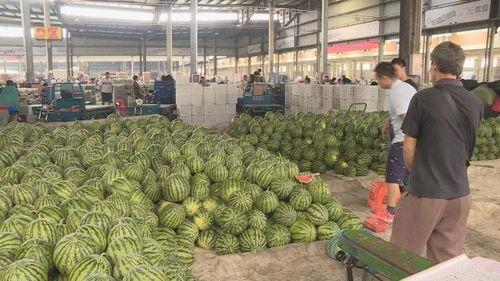 江苏盐城麒麟瓜产地今日价格,品质瓜果，实惠之选”