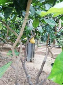 山东潍坊吊瓜今日价格,市场行情实时解析