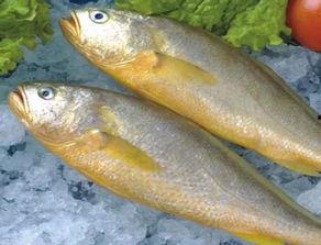 黄金蜜瓜今日价格行情,甜蜜波动，市场动态一览