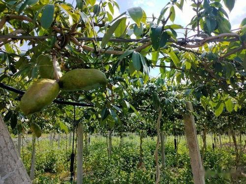 今日头条八月瓜