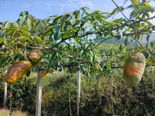 今日头条八月瓜