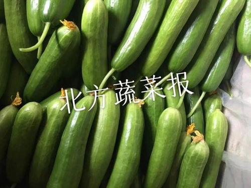 小喜瓜今日价格行情,价格波动解析与市场趋势洞察”