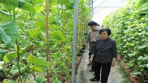 运城今日吃瓜事件真相是真的吗,事实与谣言的较量