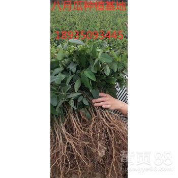 八月瓜价格今日行情,今日价格波动解析”