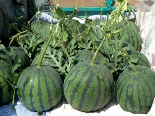 陕西渭南吊瓜今日价格,价格行情一览”