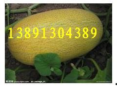 陕西渭南吊瓜今日价格,价格行情一览”