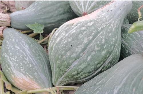 今日摘瓜,探寻夏日清凉美食的奥秘