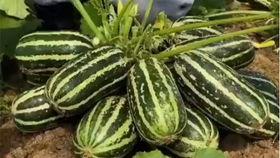 今日摘瓜,探寻夏日清凉美食的奥秘