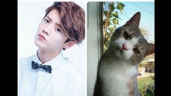 明星网红同款猫咪图片,揭秘明星同款萌宠魅力