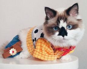 明星网红同款猫咪图片,揭秘明星同款萌宠魅力