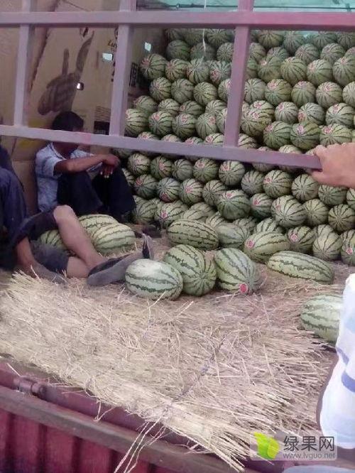 江西麒麟瓜今日价格行情,涨跌互现，市场动态解析