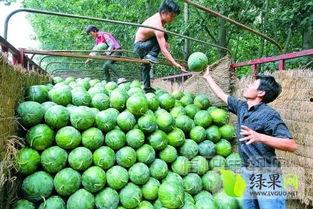 中牟吊瓜菜价价格今日行情