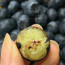 临猗脆瓜今日价格,价格行情一览”