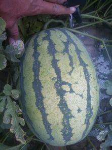 今日大荔瓜价格,瓜香四溢，价格稳中有升