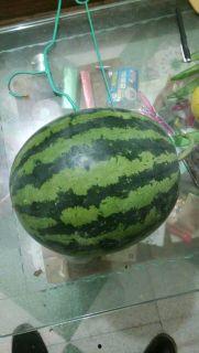 今日大荔瓜价格,瓜香四溢，价格稳中有升