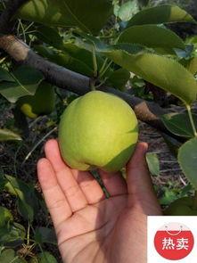 今日大荔瓜价格,瓜香四溢，价格稳中有升