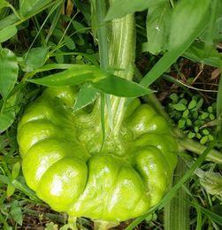 昆明姜柄瓜今日价格,市场行情稳中向好