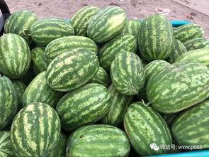 今日瓜茄价格最新行情,价格波动与供需分析