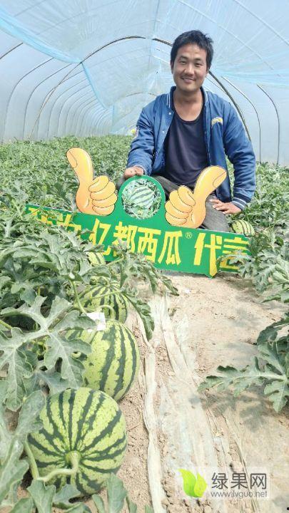 夏邑今日收瓜行情如何,丰收喜悦与价格波动并存