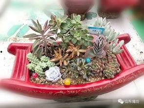 多肉大白兔今日吃瓜网