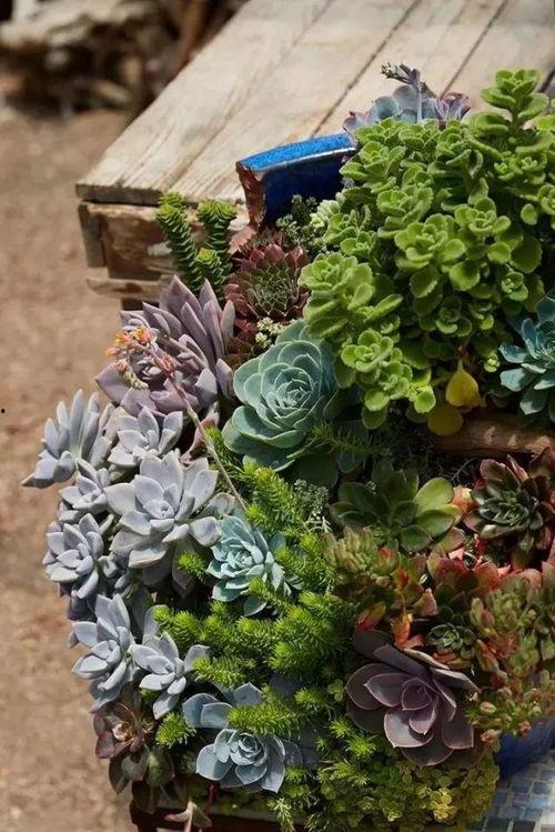 多肉大白兔今日吃瓜网