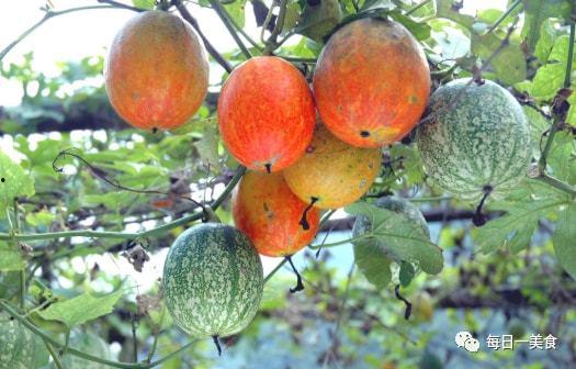 今日翠绿吊瓜价格多少钱一斤,行情一览